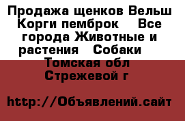 Продажа щенков Вельш Корги пемброк  - Все города Животные и растения » Собаки   . Томская обл.,Стрежевой г.